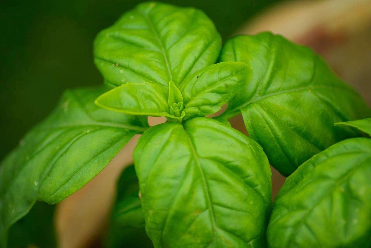 Get To Know Basil And The Great Benefits It Embrace