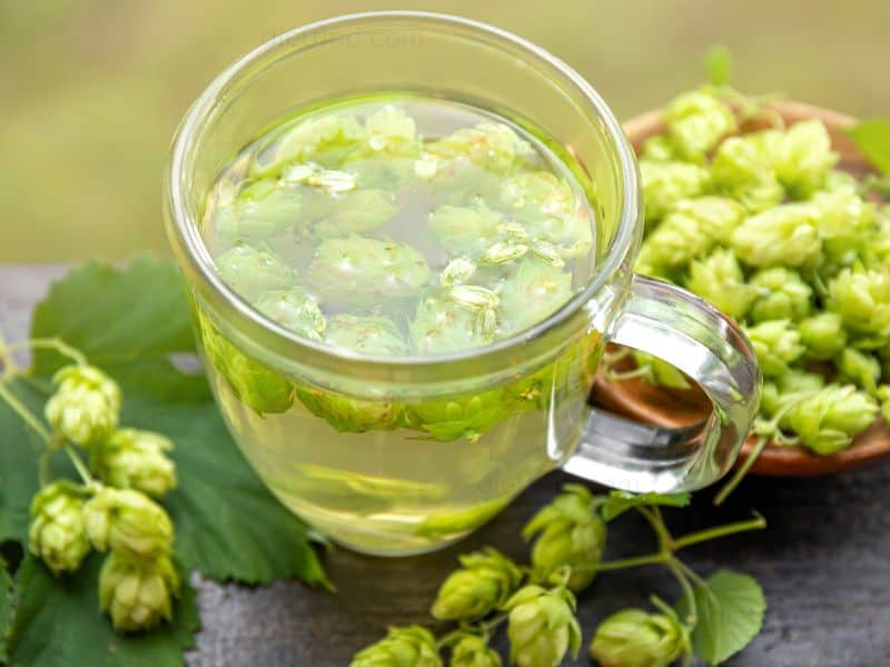 The Health Benefits of Hops