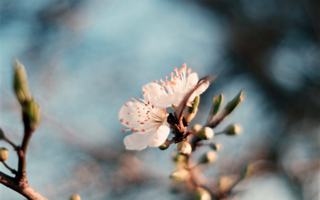 Can Cherry Juice Really Help You Sleep Better? What the Research Shows
